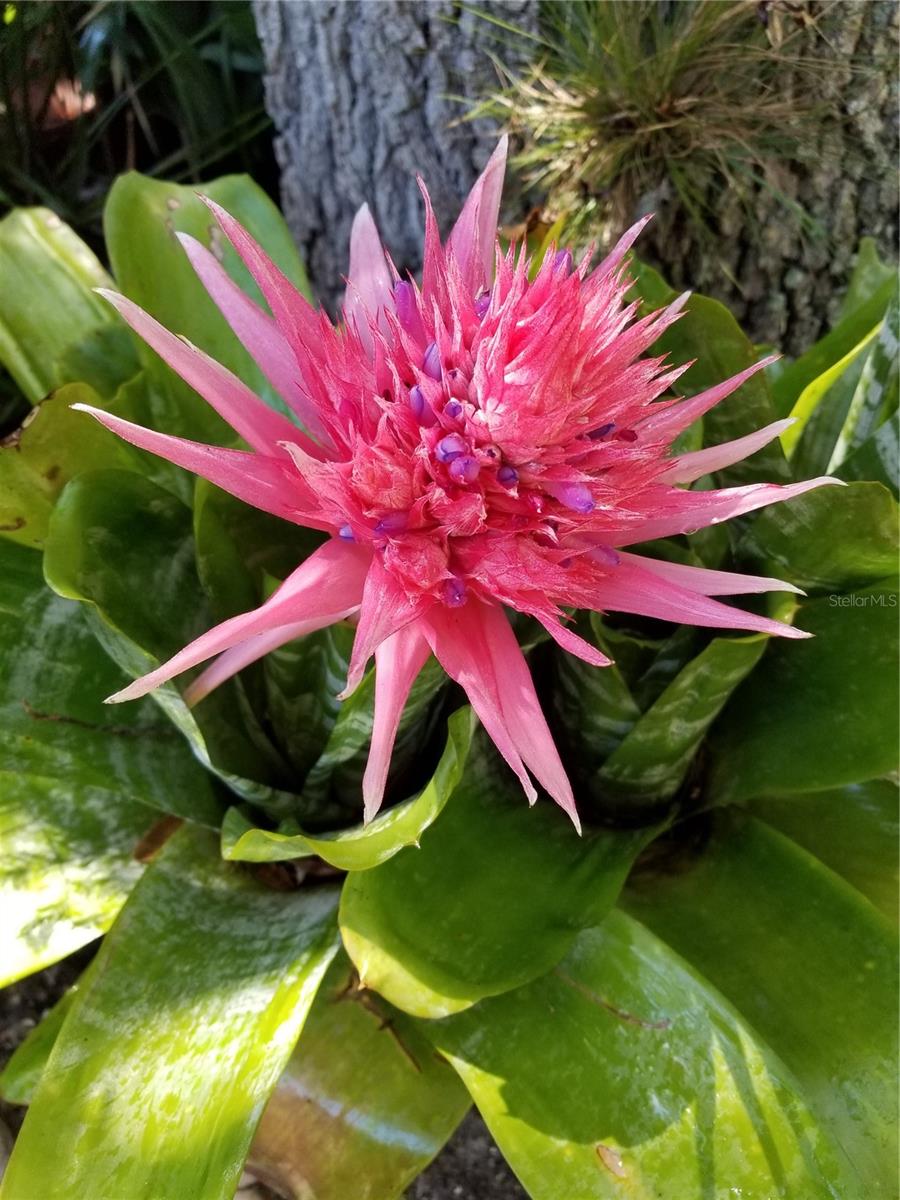 0616 - MANASOTA-BY-THE-SEA - Residential