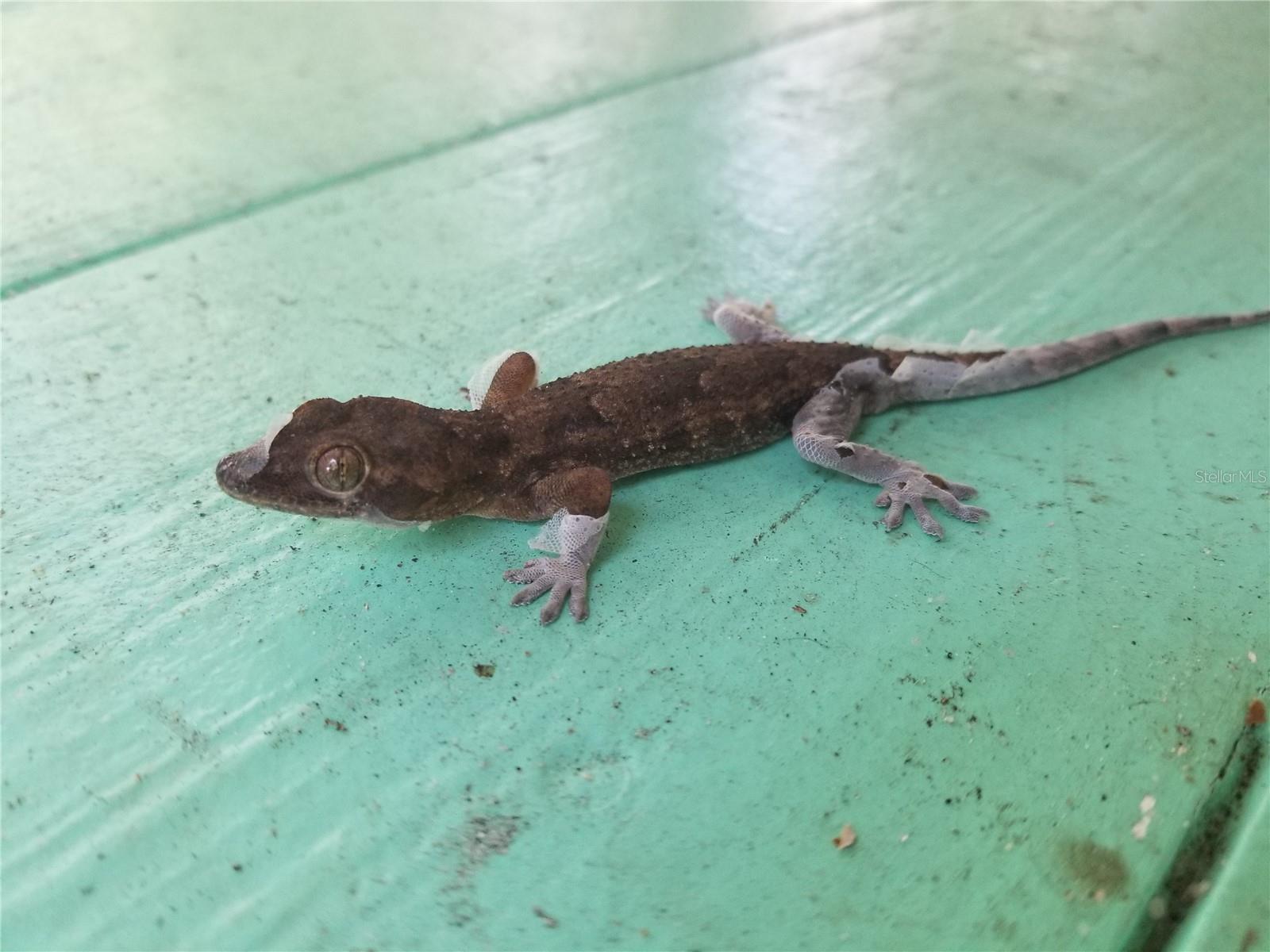 0616 - MANASOTA-BY-THE-SEA - Residential