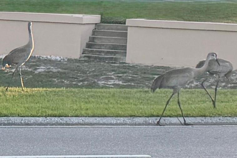 ROYAL HIGHLANDS PH 01B - Residential