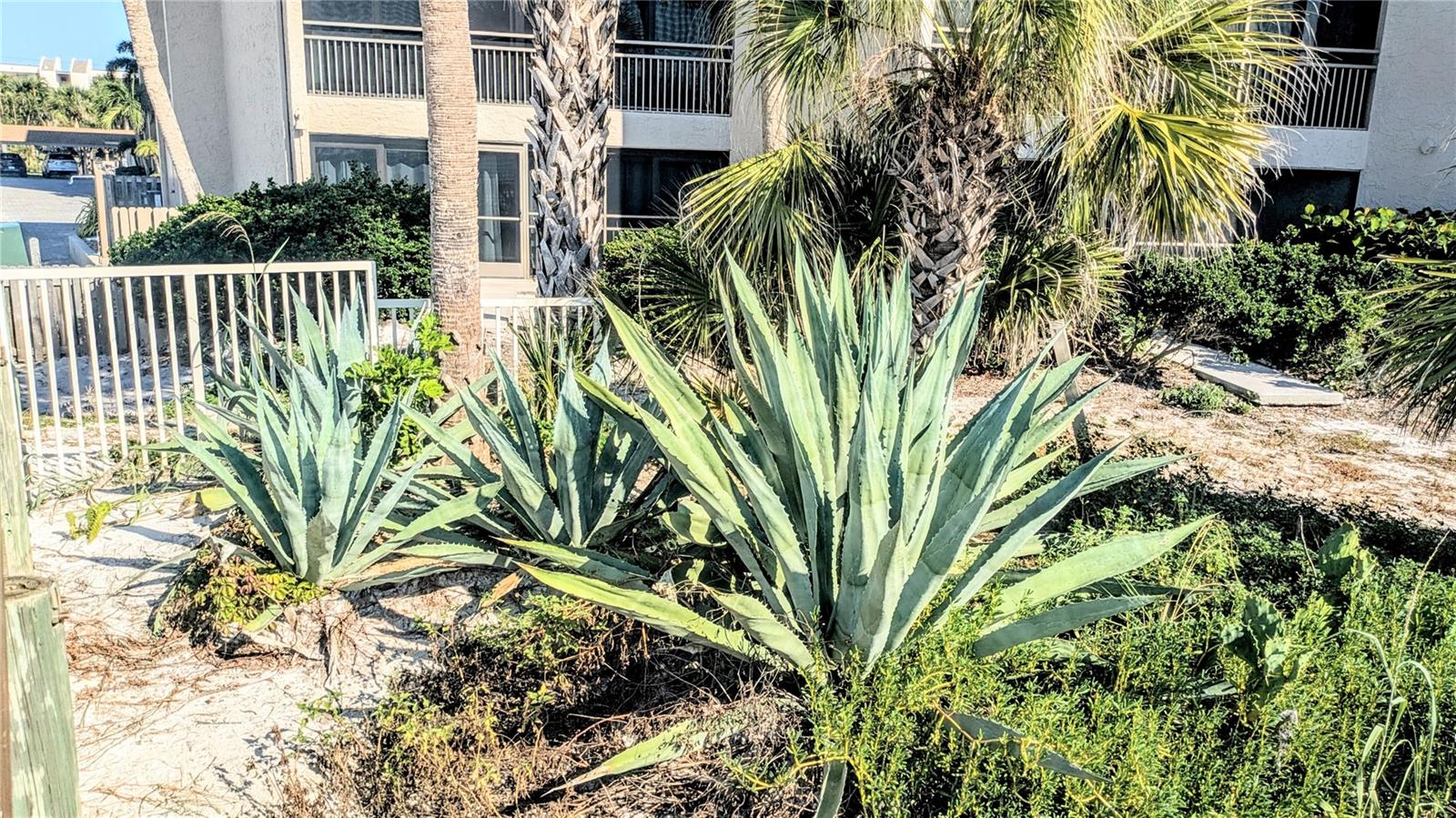 MIDNIGHT COVE II - Residential Lease