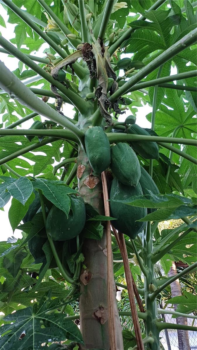 SANTA MARIA - Residential