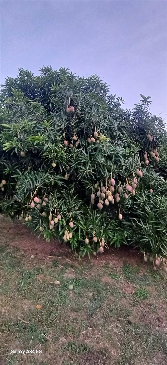 SANTA MARIA - Residential