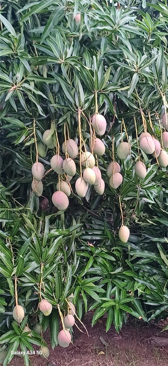 SANTA MARIA - Residential