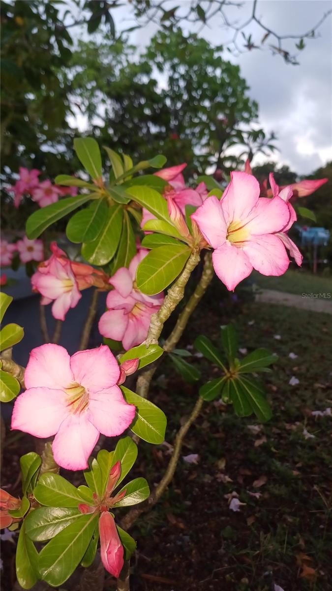 SANTA MARIA - Residential