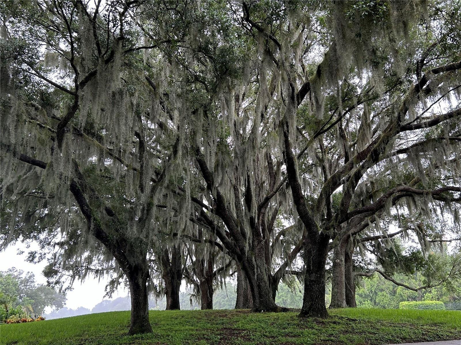 PRESERVE AT MISTY CREEK PH 02 THE - Residential