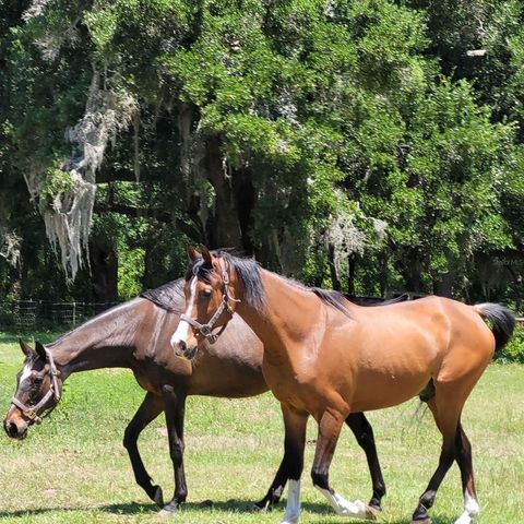 Tiny photo for 1890 NW 167th Place, Trenton, FL 32693 (MLS # GC530196)
