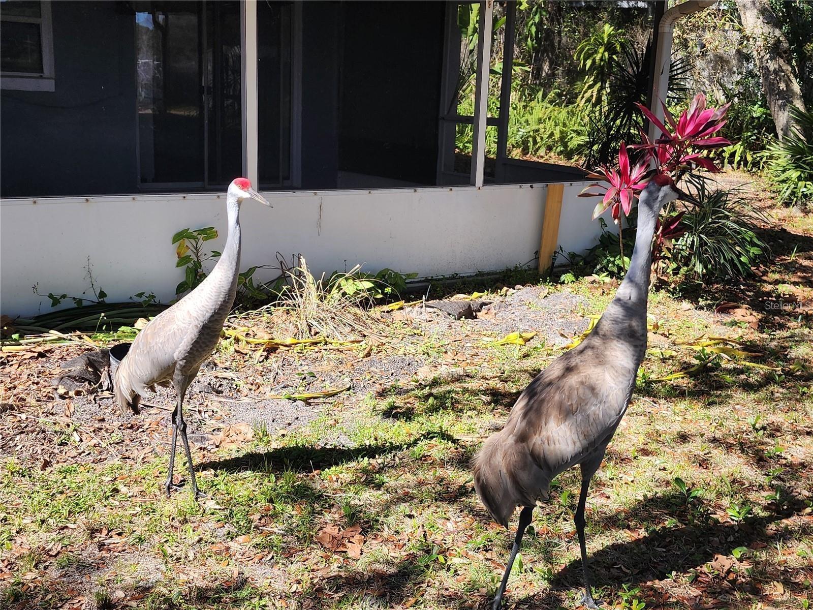 DELTONA LAKES UNIT 64 - Residential