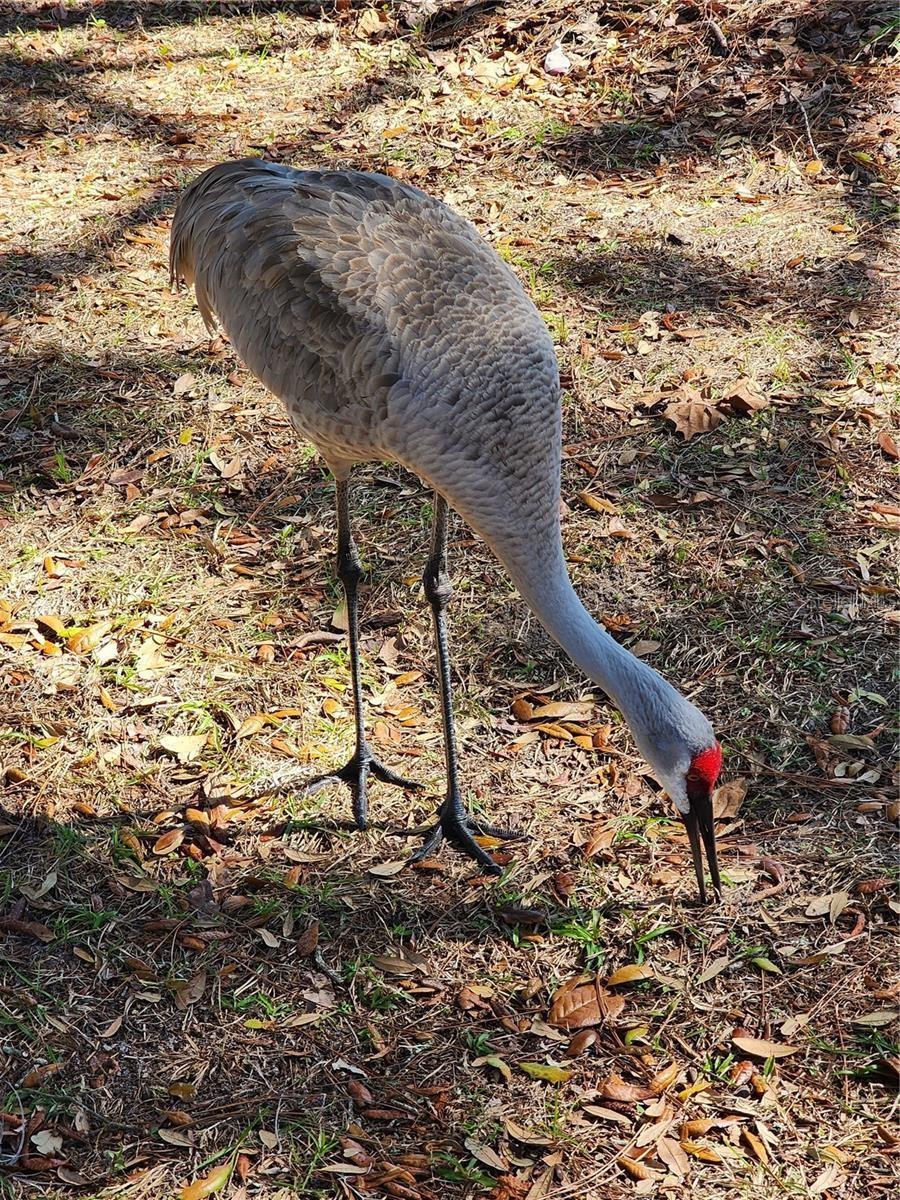 DELTONA LAKES UNIT 64 - Residential