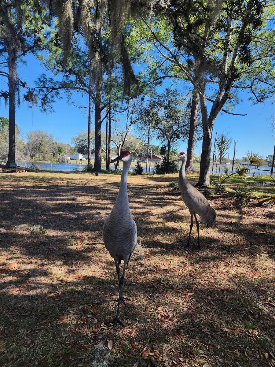 DELTONA LAKES UNIT 64 - Residential