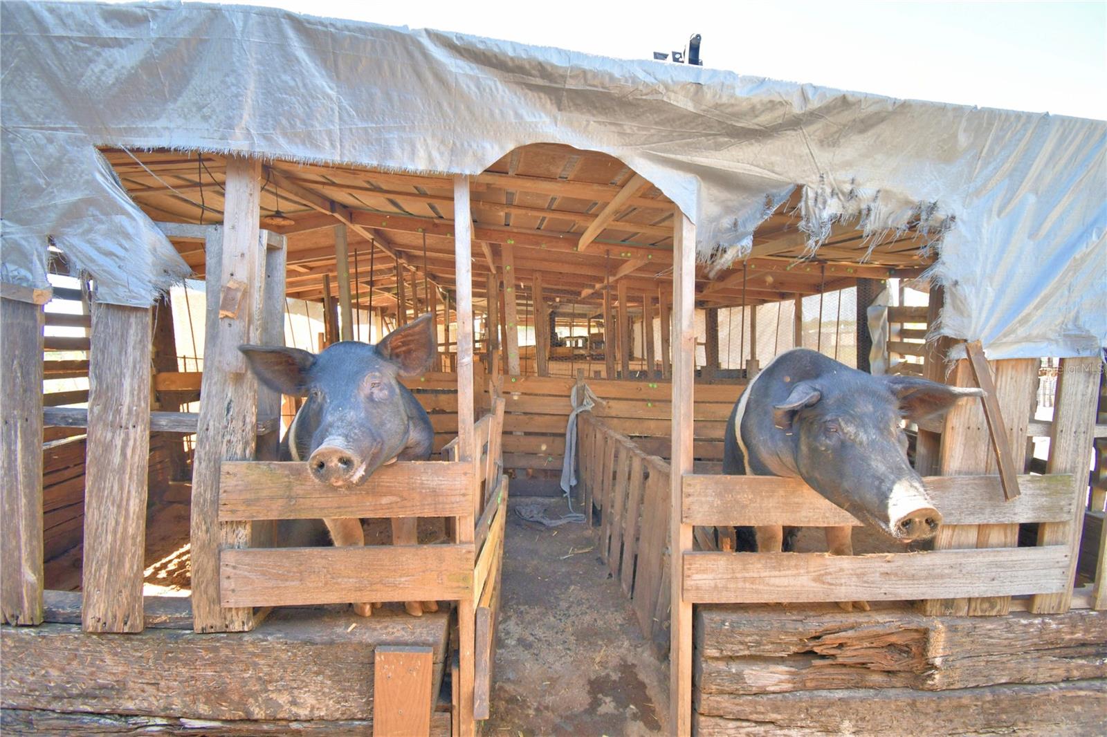 TIGER CREEK GROVES - Residential