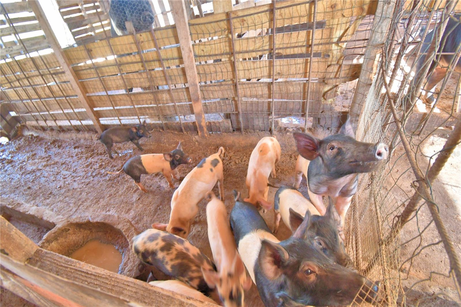 TIGER CREEK GROVES - Residential