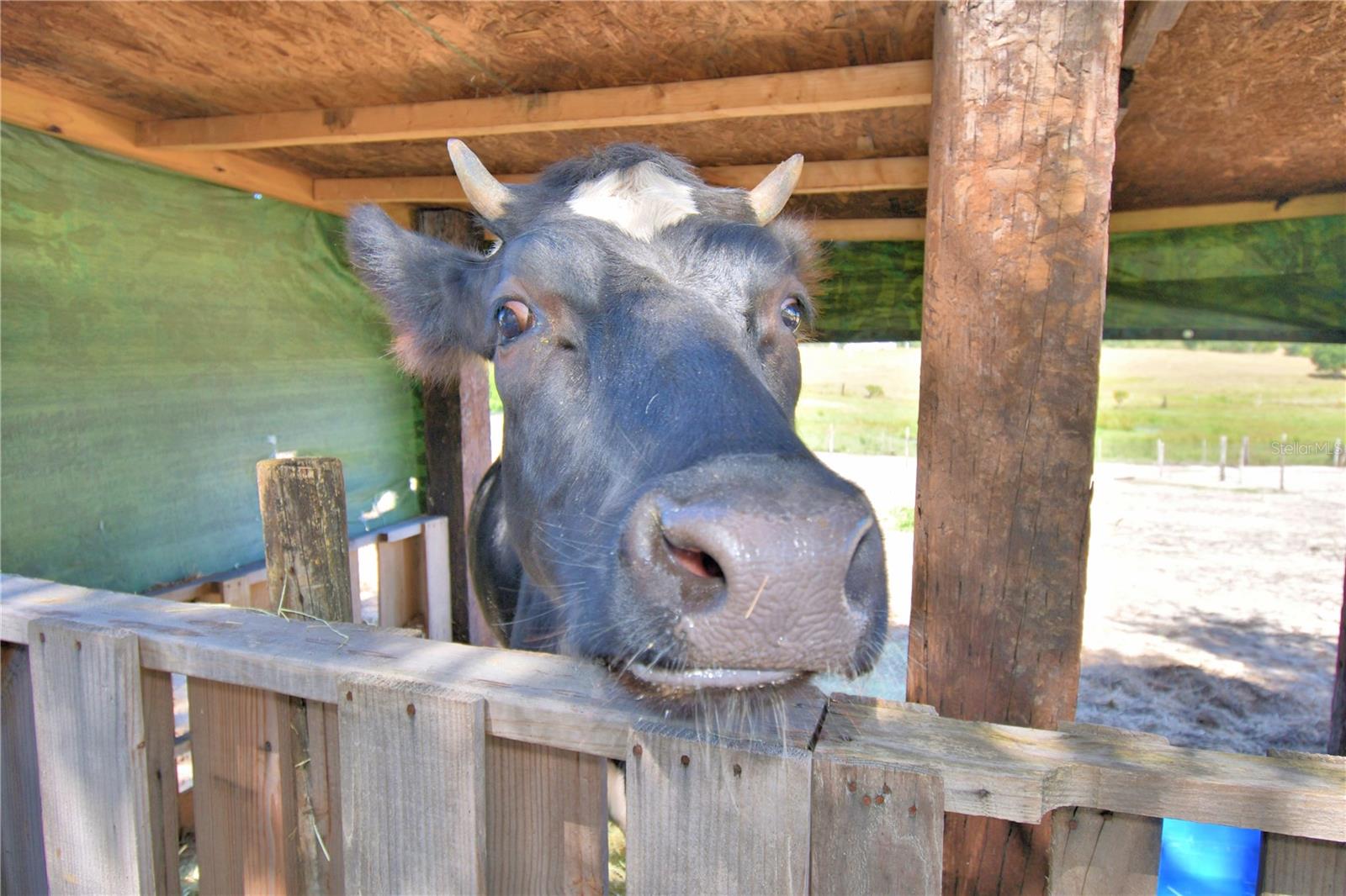 TIGER CREEK GROVES - Residential