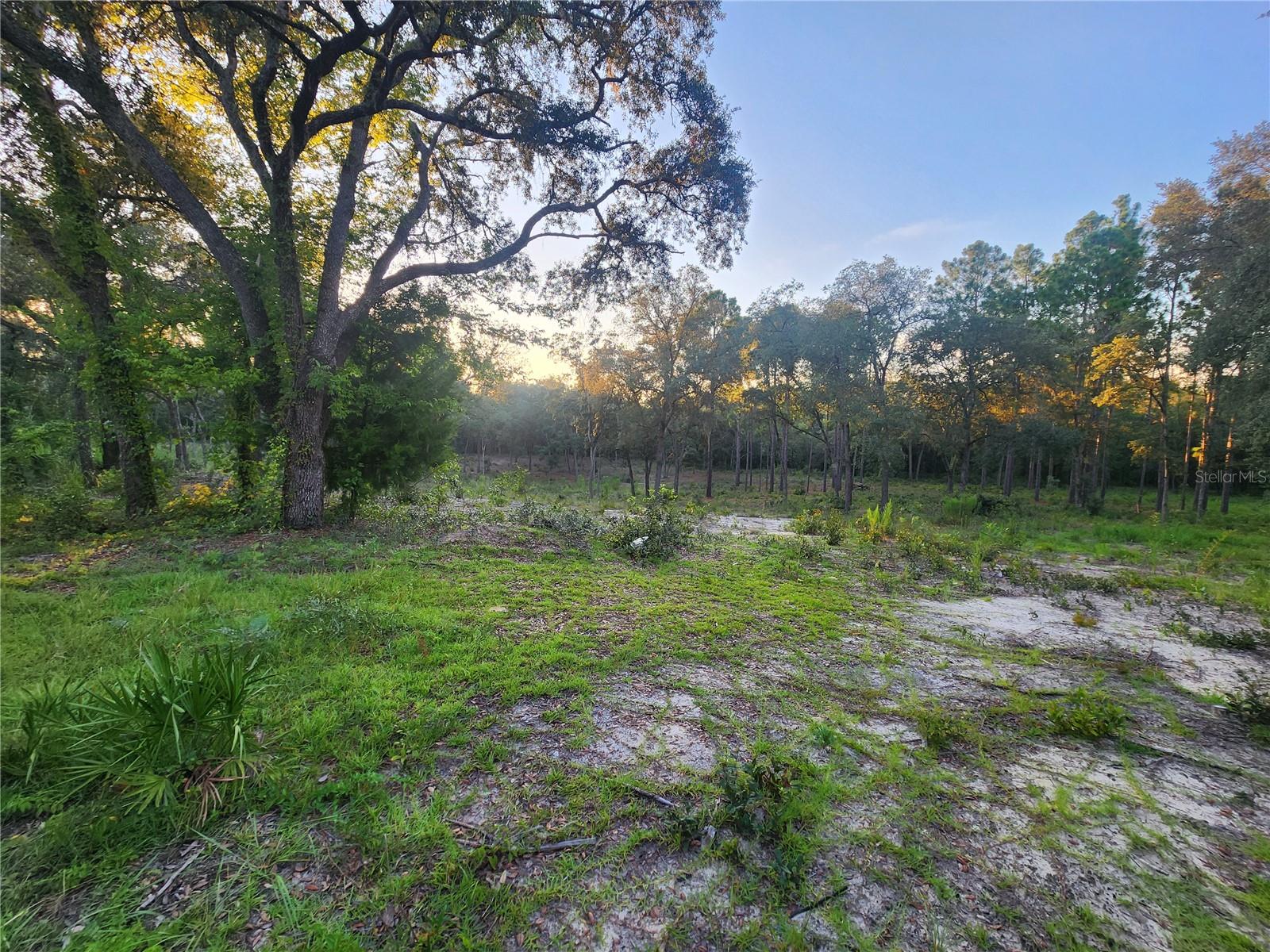 Beautiful high & dry lot of 1.25 acres zoned agricultural, to create your farm with farm animals and horses; totally cleared with only a few mature trees for shade. All types of construction welcome (concrete, wood, brick, mobile homes, manufactured homes). Only 2-3 blocks from paved road in several directions. GPS coordinates to center of property:29.455(lat) -82.5708(lon). Levy County is the ideal location, and Bronson is the county seat. Enjoy small-town living, just 30 minutes from all the shops, restaurants, and clinics in both Gainesville and Ocala. Also 30 minutes away is Ceder Key on the Gulf Coast or one of the incredible springs located throughout the county, such as Blue Springs in Bronson and Manatee Springs in Chiefland. A nature lover's paradise with all the natural springs and Goethe Forest nearby. Owner is also selling the attached 1.25 parcel, you can purchase both parcels together if you want a larger lot; total acres for the 2 plots: 2.50 of an acre. **Come and schedule a showing. **Motivated seller.