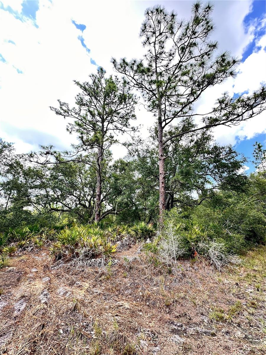 INDIAN LAKE ESTATES - Land