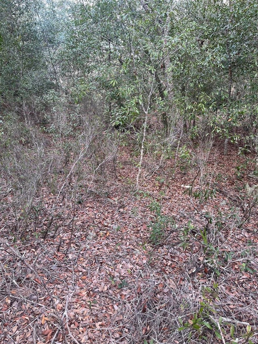 Photo of 0 NE 82nd Place, Bronson, FL 32621 (MLS # G5105956)