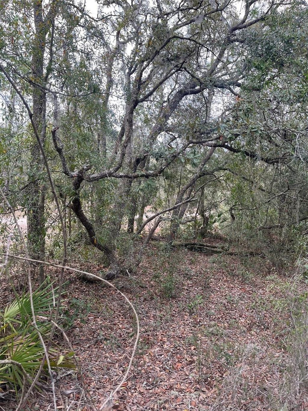 Photo of 0 NE 82nd Place, Bronson, FL 32621 (MLS # G5105956)