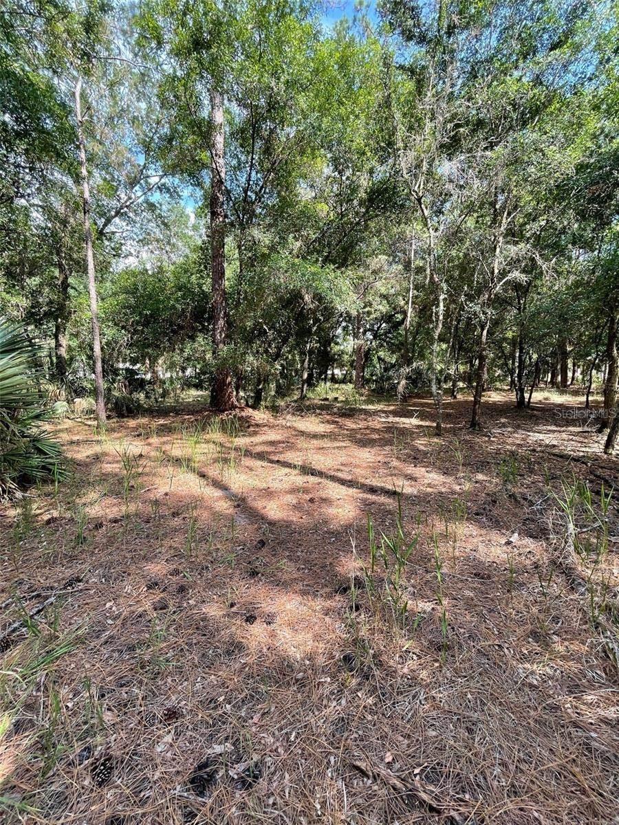 QUAIL HOLLOW PINES - Land