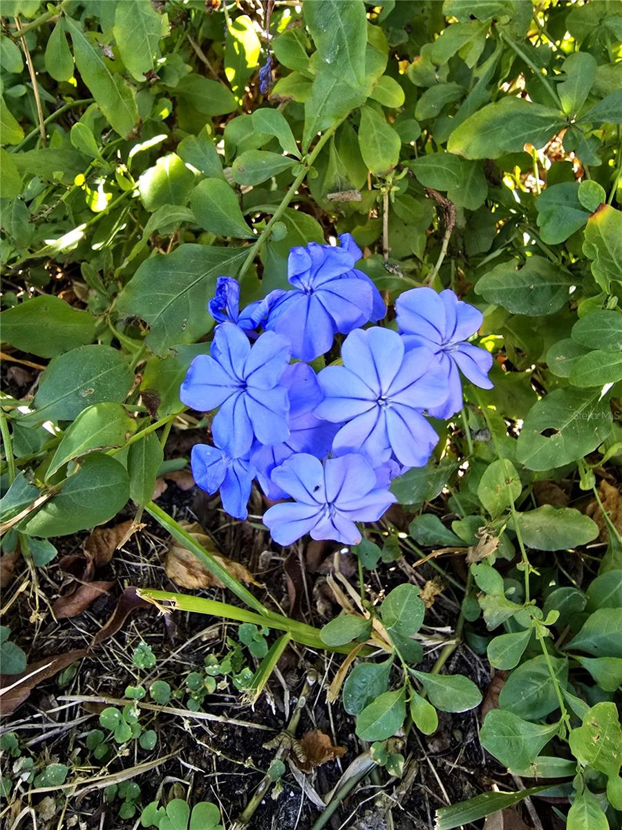 VIVA VILLAS 1ST ADD - Residential