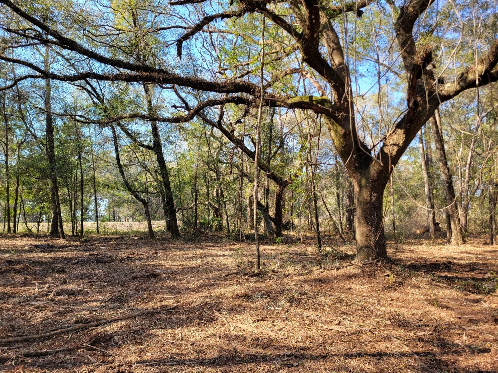 Beautiful Rolling land in great NE Marion County location! Nice wooded lot on paved road w/large live oaks scattered throughout. Property recently cleared with heavy brush cutter. A-1 zoning with minor deed restrictions (animals & mobiles permitted). 1 mi. from Horseshoe Lake, 3 mi. from Ocklawaha River, 10 mi. from Ocala National Forest, 20 mi. from St. Johns River/Palatka. OWNER FINANCING AVAILABLE... 10% Down, 10.9% Interest, 10 year amortization, 3 year balloon, payments = $925/mo. (Buyer pays all Closing Costs on Owner Financed Sales including Doc Stamps on Deed & Mortgage, Intangible Tax on Mortgage, Title Insurance, $100 Loan Fee, $10/mo. Collection Fee - total estimated to be approx. $2,200 for this parcel).