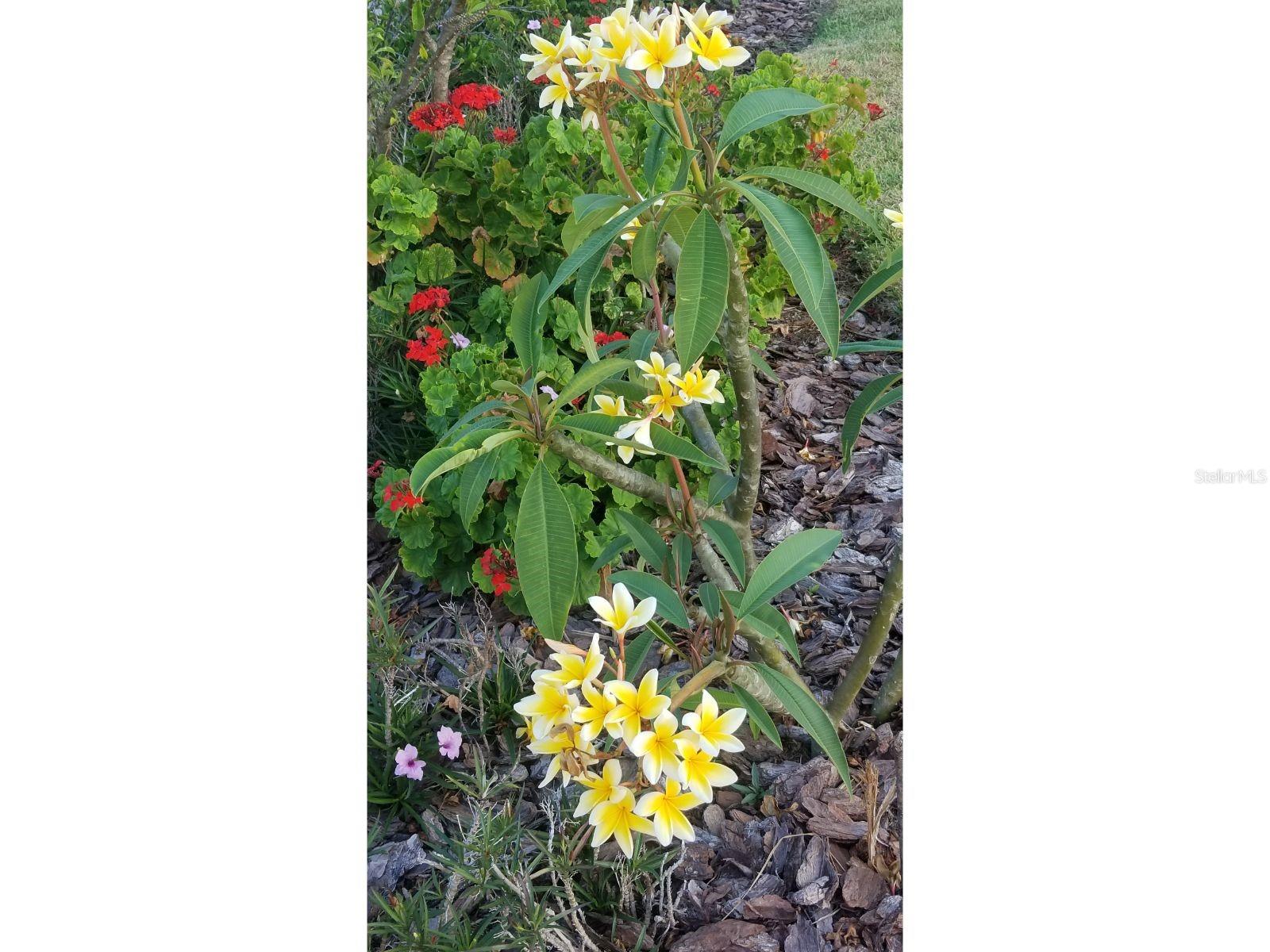 TOWN SHORES OF GULFPORT - Residential
