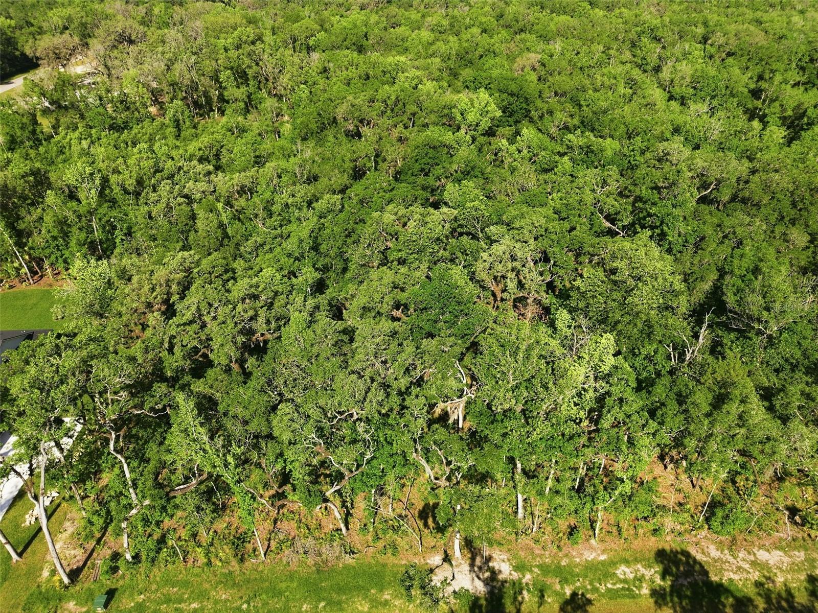 CHAMPION ESTATES - Land