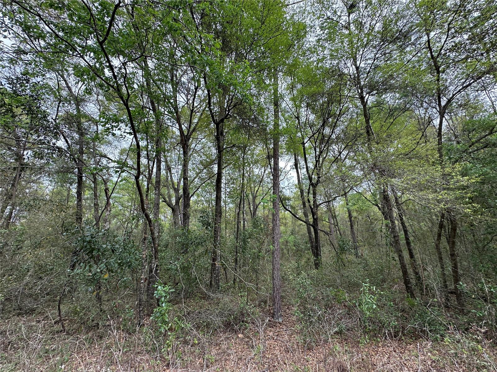 WILLISTON HIGHLANDS GOLF & C CLUB ESTATES - Land