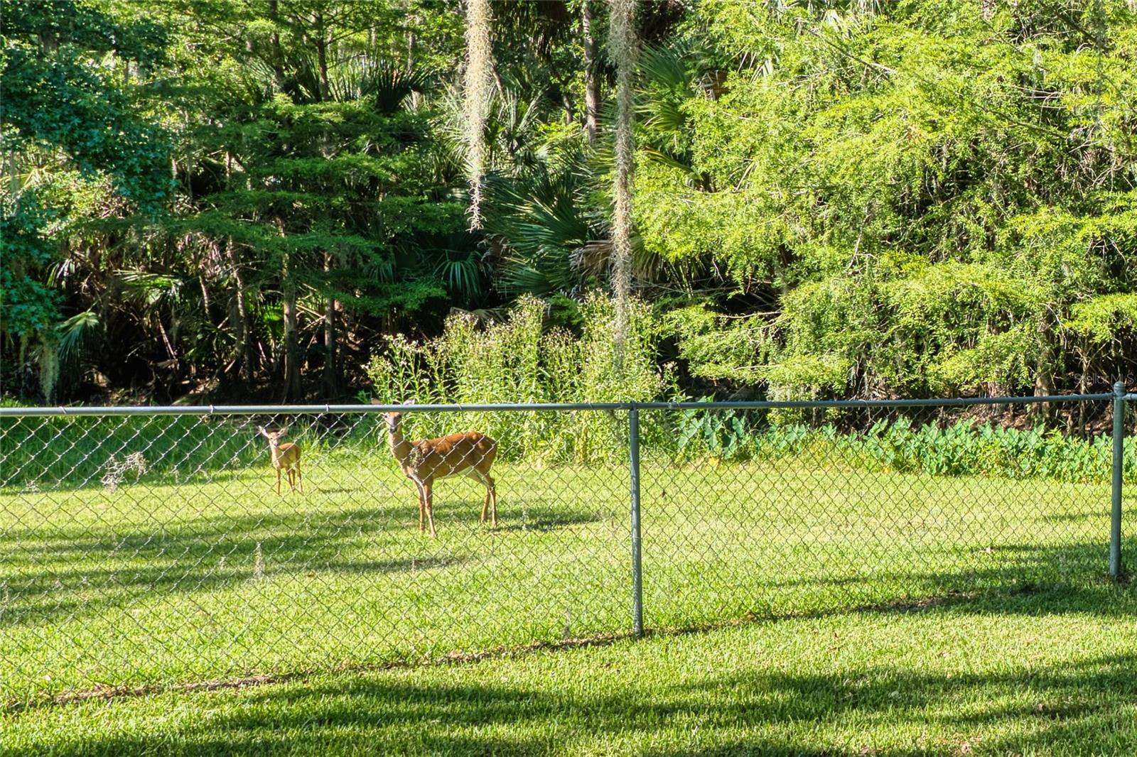 PALM COAST/BERNARD MDWS SEC 81 - Residential