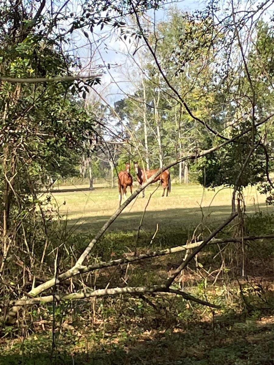 Beautiful rolling 8 acre parcel just north of Alachua surrounded by oak trees. Currently AG exempt and used for grazing horses.