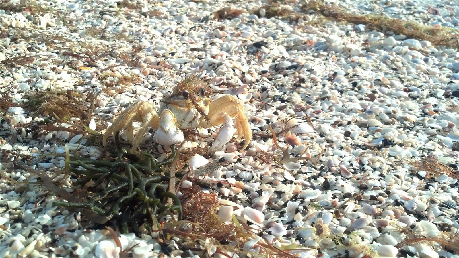 ROTONDA WEST PEBBLE BEACH - Land