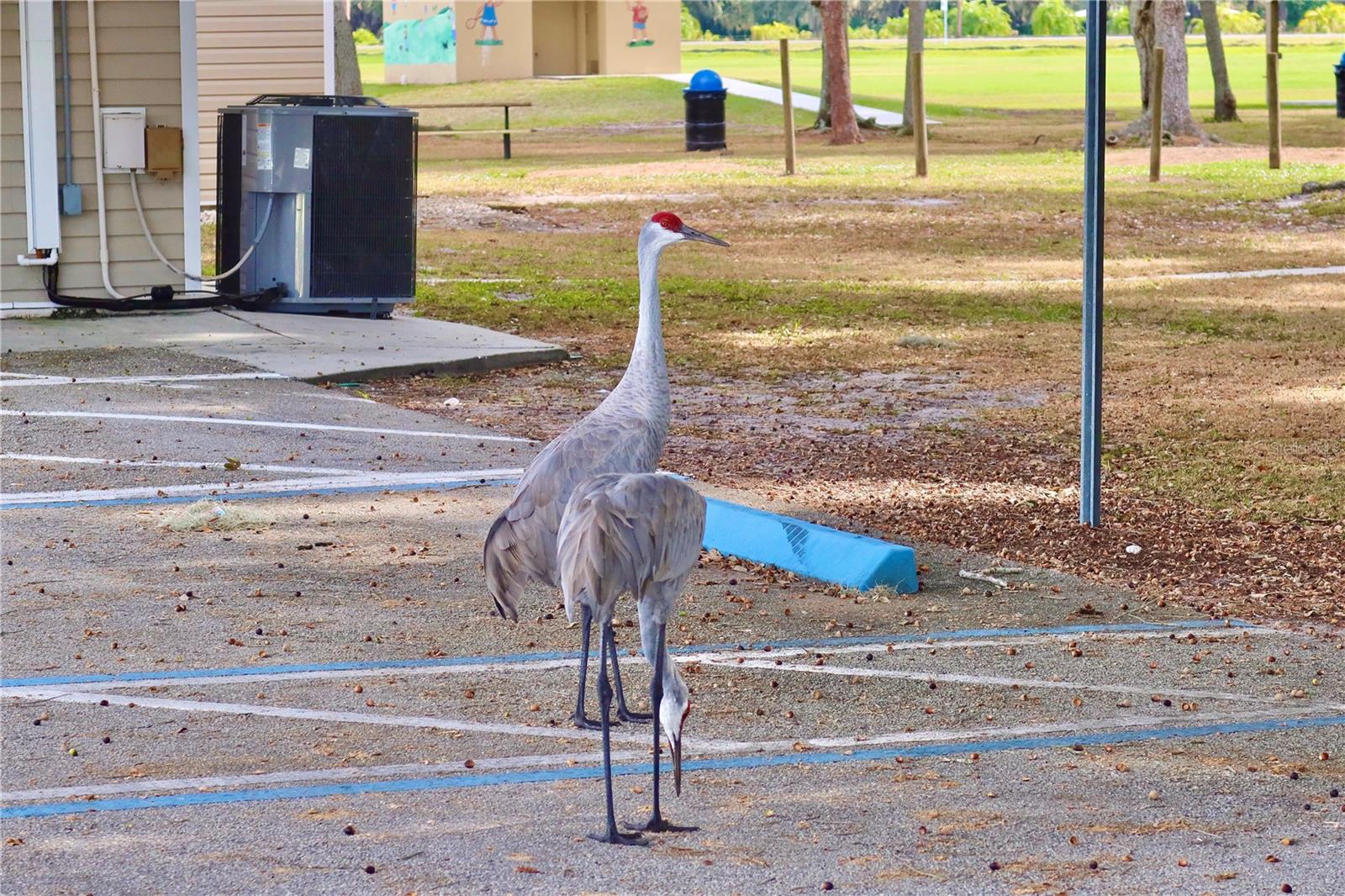 SPRING LAKE VILL 05 - Residential