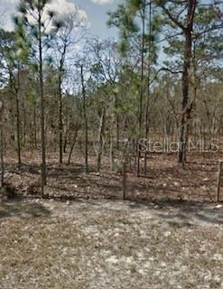 Beautiful Florida property to build your custom dream home! Within driving distance of Orlando, Ocala, Gainsville, & the Gulf. Centrally located near Bronson & Williston. Near Florida Museum of Natural History, Kanapaha Botanical Gardens, Cedar Lakes Woods, & Gardens, Paynes Prairie Preserve & State Park, Sweetwater Wetlands Park, & Devil's Millhopper Geological State Park. Near restaurants, hospitals, & shopping.