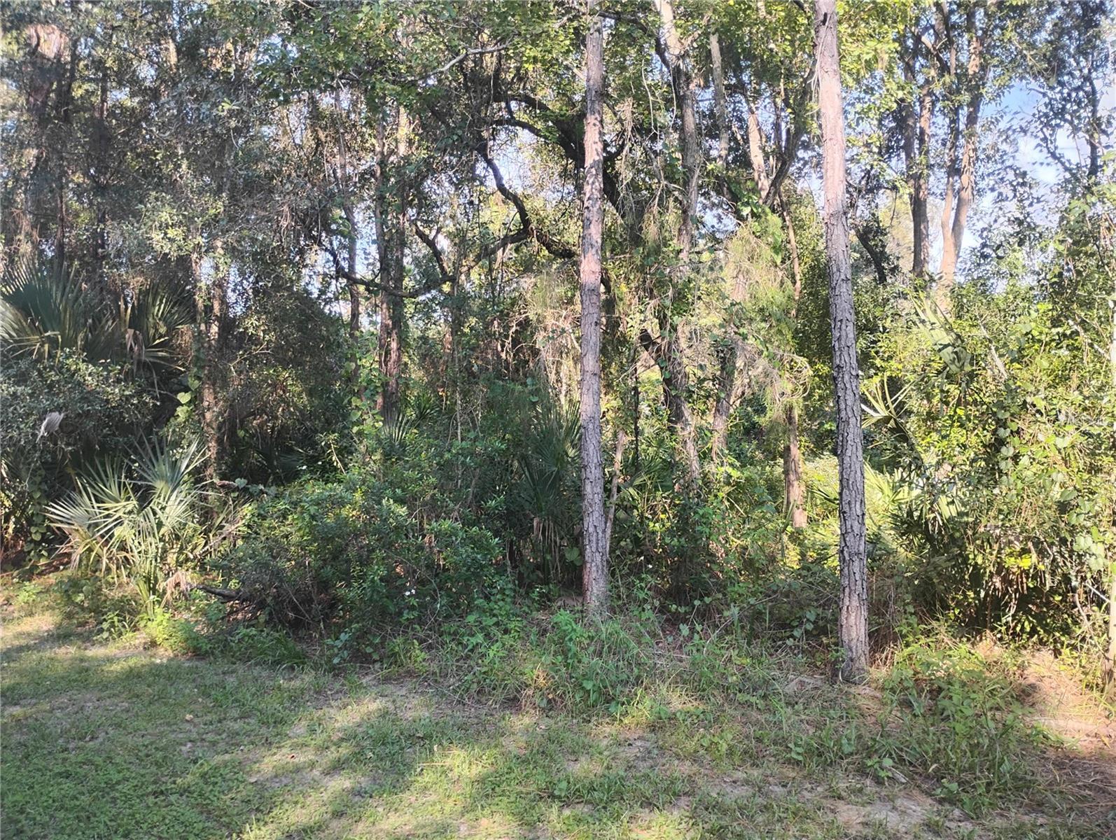JESSIE AVENUE