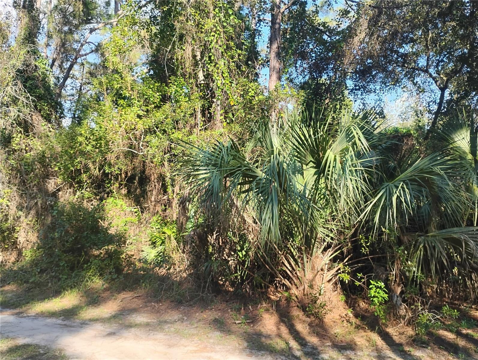 JESSIE AVENUE
