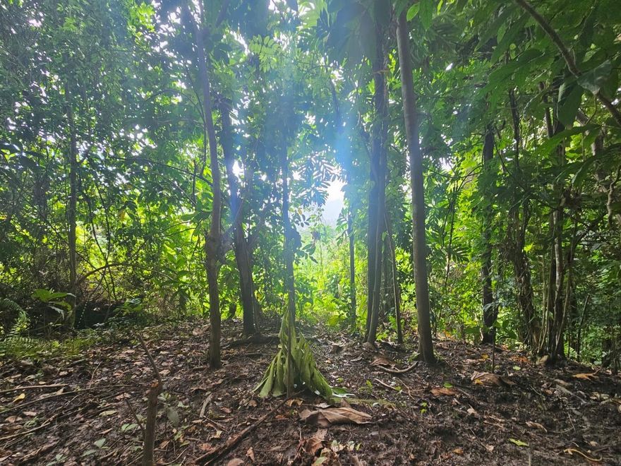 Nestled in the Maizales sector of Naguabo, at the edge of the tropical foothills near El Yunque, this 14.4-cuerda agricultural property (approximately 14.0 acres) offers a rare balance between seclusion and accessibility. With direct frontage on PR-970 and convenient access from the main road, the land provides the comfort of connectivity while preserving the serenity of a private, rural retreat.
Comprising two contiguous parcels treated as a single agricultural unit, the property is zoned Agricultural General (A-G), allowing for a wide range of agricultural, conservation, or low-density rural uses. The gently sloping topography, characteristic of the region, is embraced by lush tropical vegetation, creating a landscape that feels authentic, timeless, and deeply connected to its natural surroundings.
The land is enriched by a natural stream that runs through its hills, enhancing the tranquil and almost mystical atmosphere of the property. The site is immersed in a nearly untouched tropical ecosystem, home to endemic plant species, dense forest cover, and native vegetation that thrives naturally in this environment. Riachuelos, mature trees, and layered greenery shape an experience defined by quiet, shade, and a constant presence of nature.

Water and electricity services are available along the main road, and according to FEMA maps, the property is located in a non-flood zone (Zone X). This setting offers a meaningful opportunity to remain in close contact with a largely unaltered tropical landscape, ideal for developing tropical crops, creating a private retreat, or preserving a special corner of Puerto Rico’s rainforest foothills.

Located just minutes from Naguabo town, nearby beaches, and main access routes in eastern Puerto Rico, the property presents an excellent opportunity for an agricultural project, private rural use, or long-term land investment, blending natural beauty, ecological value, and practical accessibility.
