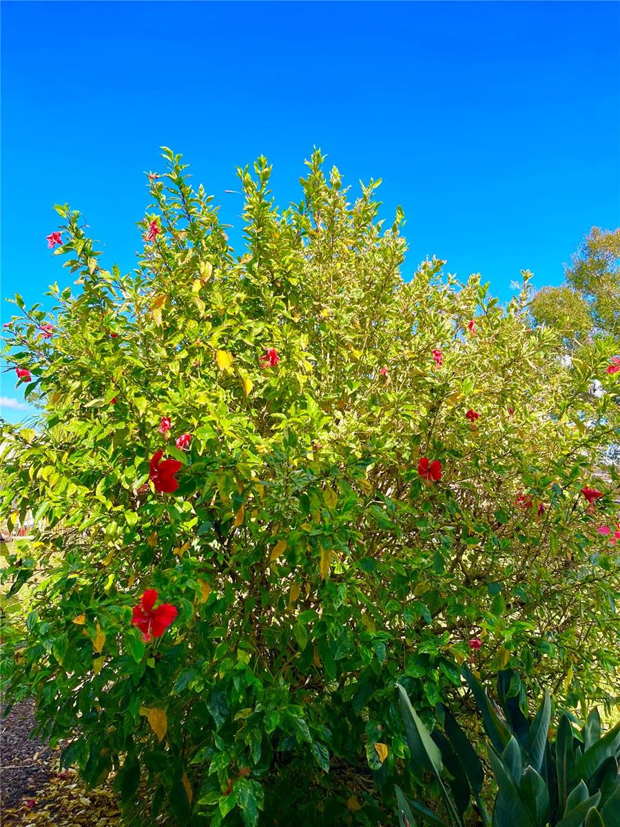 CINNAMON RIDGE - Residential