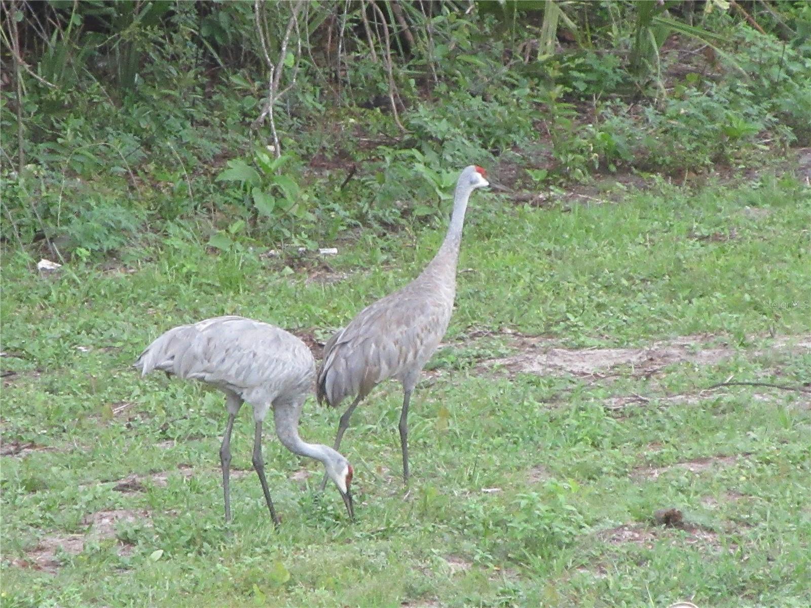HALMOON MINI-FARMS - Residential