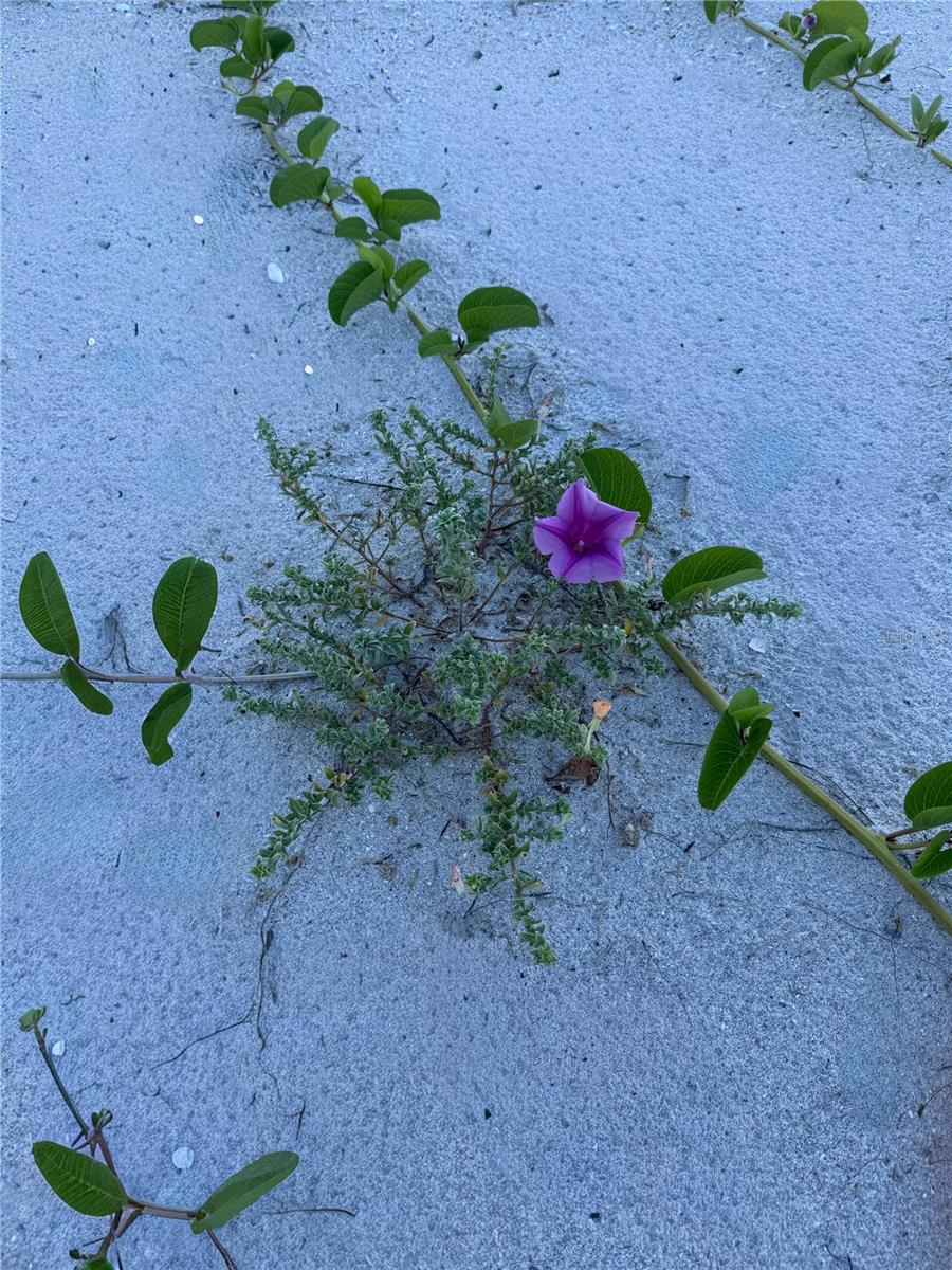 PRESERVE LITTLE GASPARILLA - Land