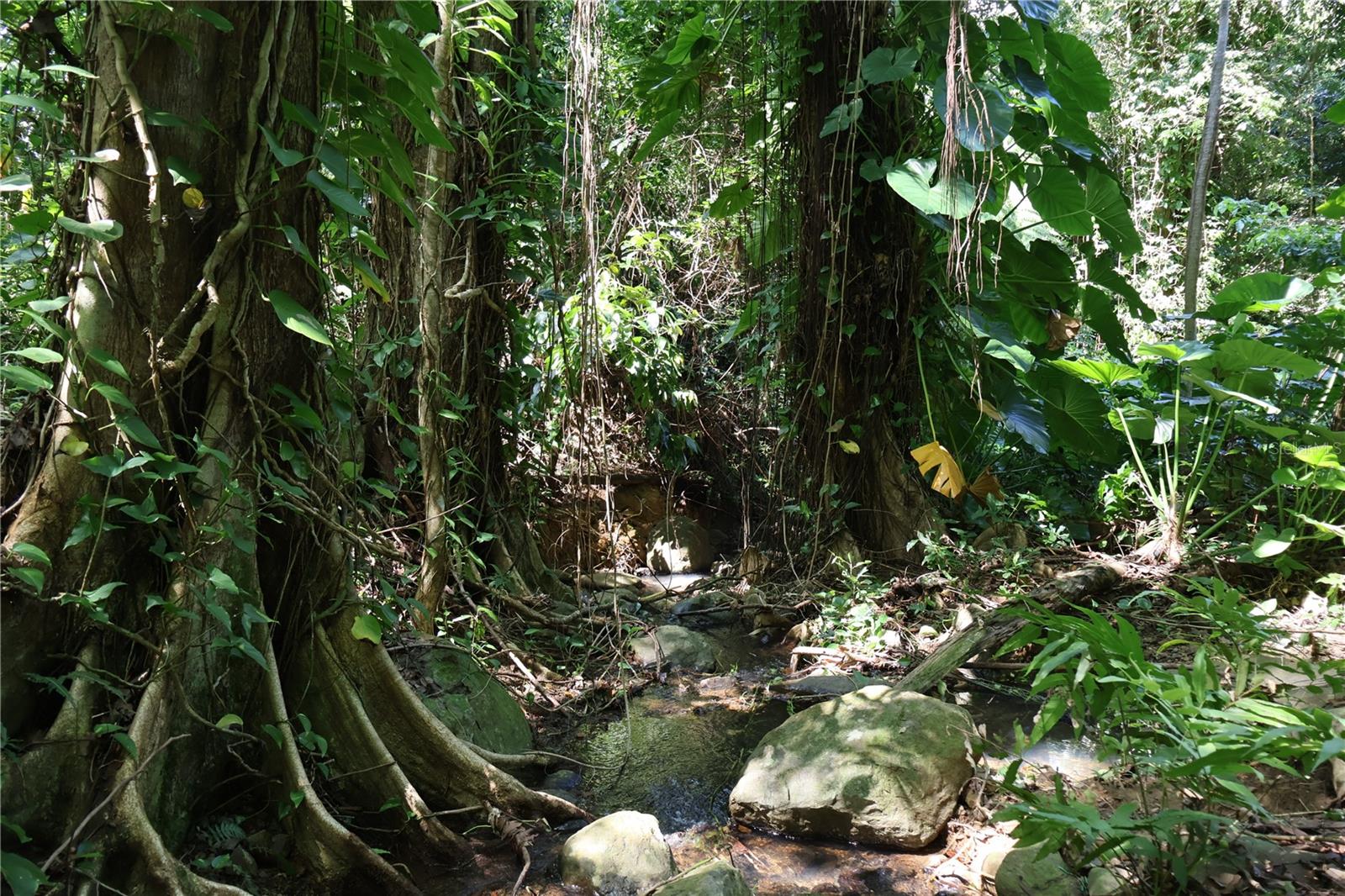 YUNQUE - Residential