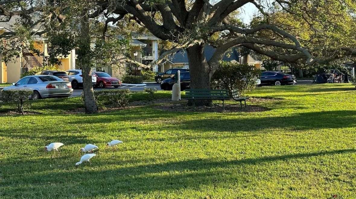 ARBOR GROVE CONDO - Residential