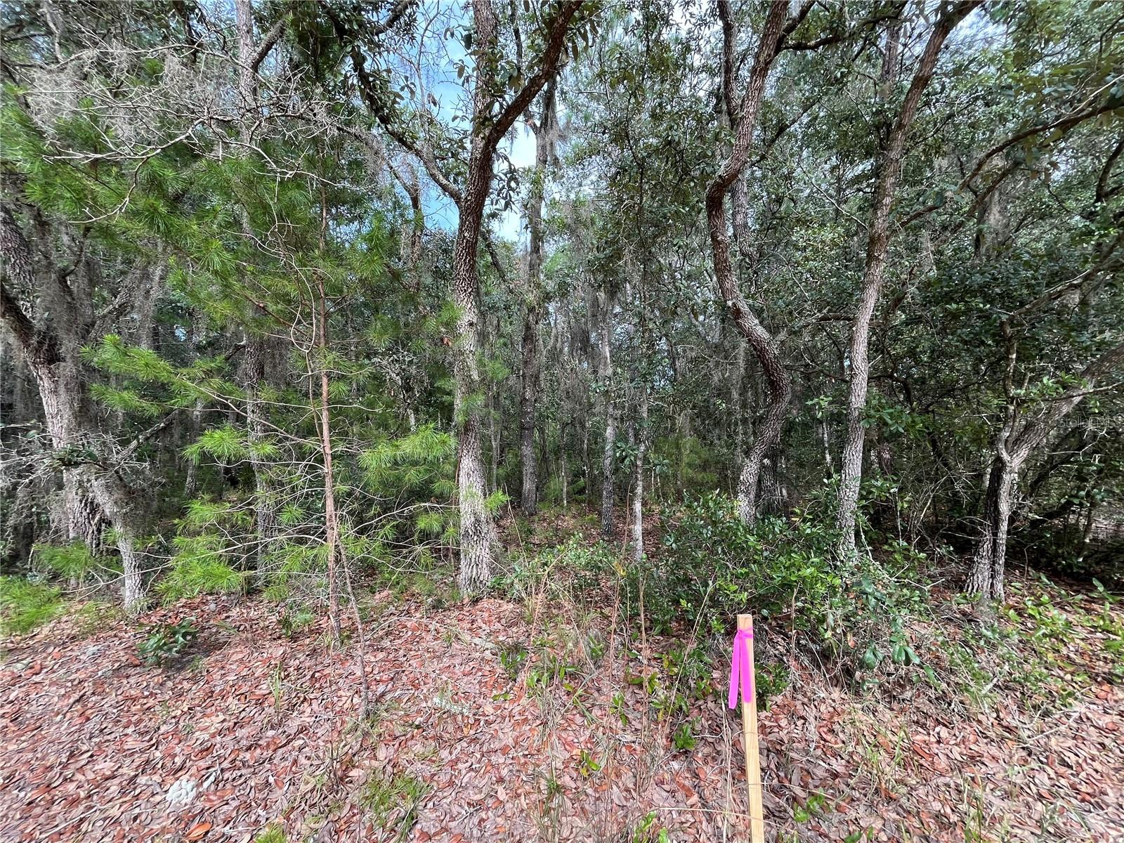 Owner financing is available with only $1,500 down! Build or bring your mobile home to this stunning lot in the growing city of Interlachen. With power lines already in place, accessing electricity is a breeze. Located within minutes of schools, restaurants, diners, and parks. An easy commute to Gainesville or Palatka and less than an hour from the beach. Investing in land in Florida is a wise choice for your future, whether you're looking to build your dream home, a vacation getaway, a rental property, or simply let the land appreciate as a valuable long-term asset to resell at a profit in the future.