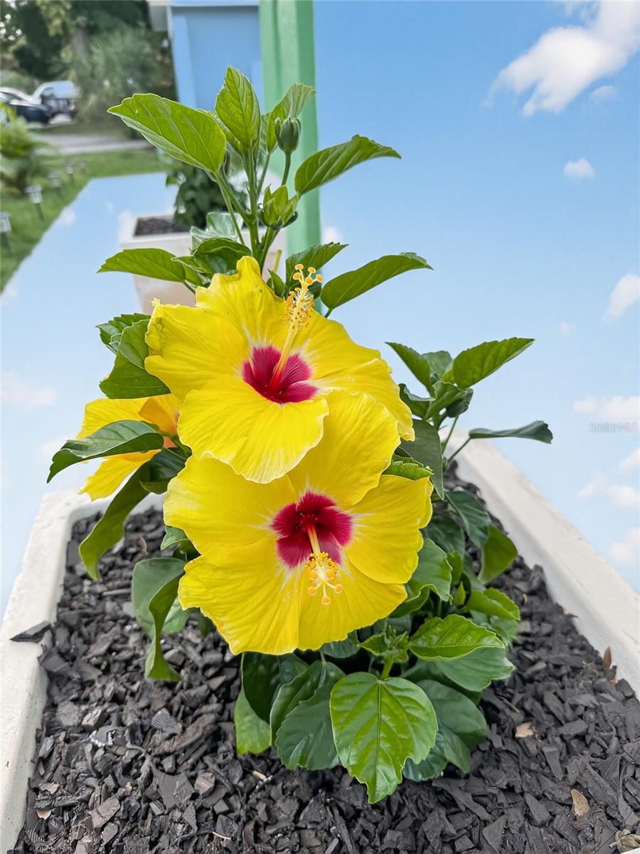 RIO VISTA - Residential