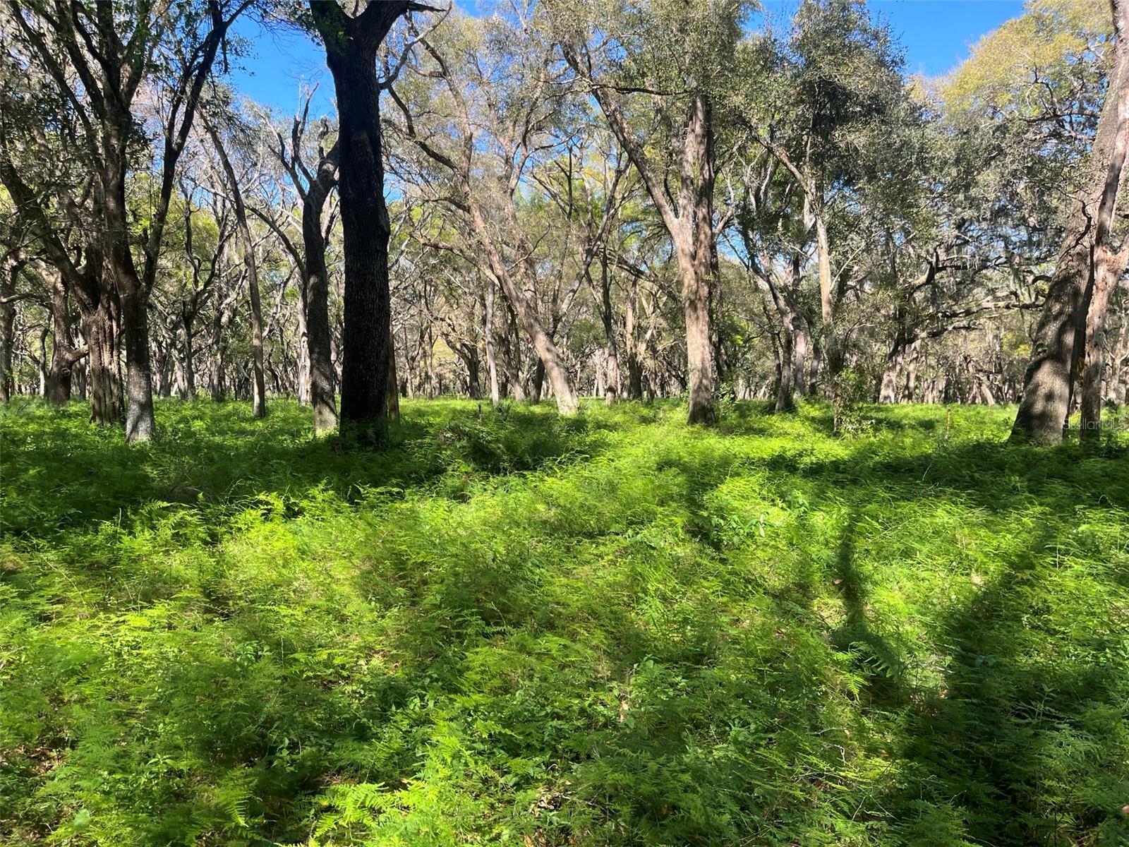 00 SHAW LAKE ROAD