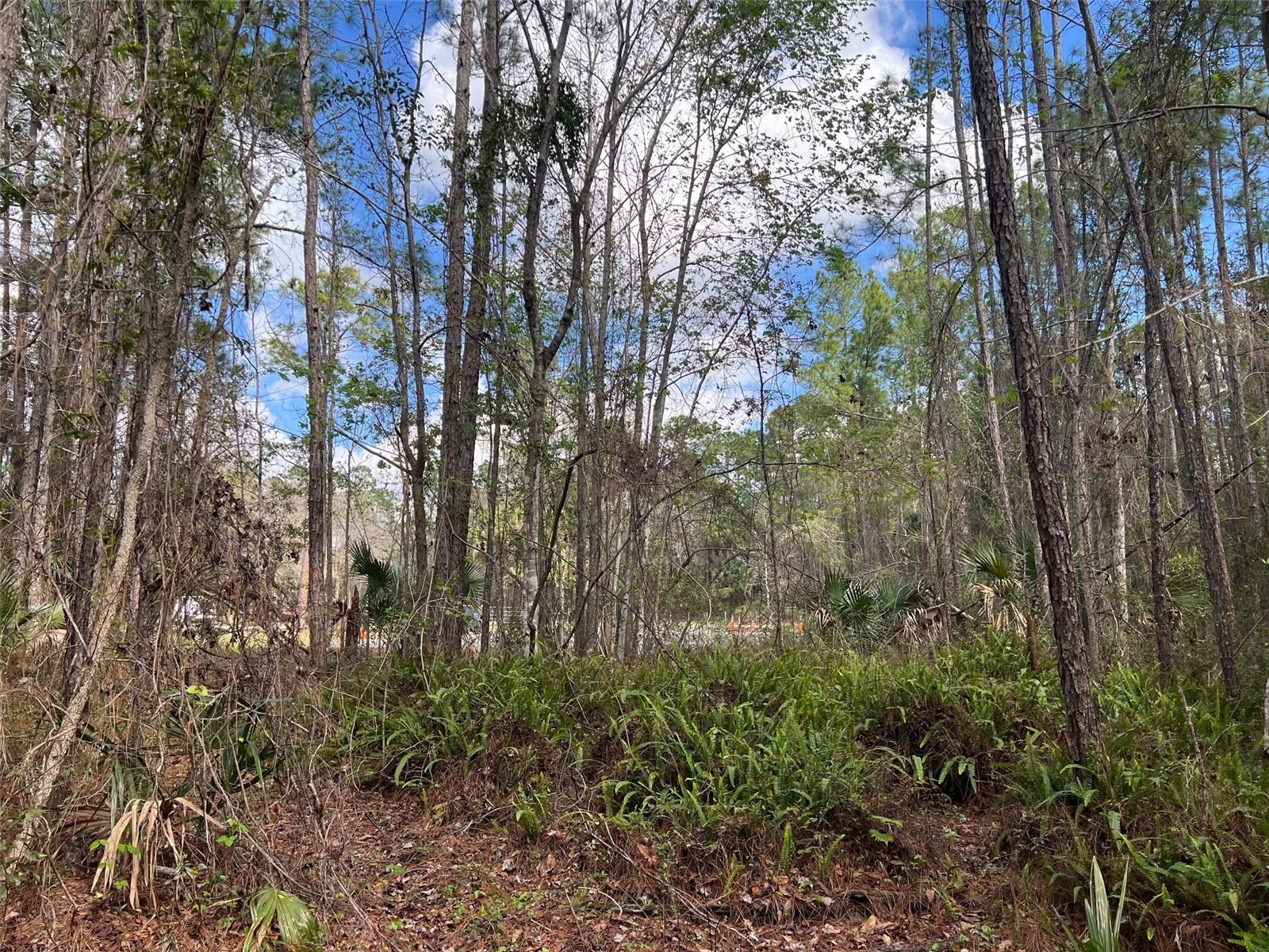 ROYAL TRLS UN #2 REP - Land