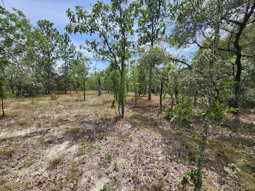 Rainbow Lakes Estates" High & Dry VERY NICE WOODED 1.05 Acre lot backing up to a farm at 140 ft elevation. Three lakes for boating, fishing, and the Rainbow Springs State Park is just a short drive away where you can enjoy nature walks among the mature azaleas, bird watching, kayaking and swimming at the head of this pristine first magnitude spring, starting the Rainbow River. 12 miles from the historic and beautiful "Rainbow River" town of Dunnellon. Nearby amenities that will be attracting those looking to move out of overcrowded suburbia: 26 miles to the fabulous World Equestrian Center. 25 miles to beautiful Yankee town and the Gulf of Mexico. About 2 hours to Tampa or Orlando, the community boasts a boat ramp, community center, park & playground. NO HOA FEES. Only Site Built Homes are allowed. NO MOBILE HOMES