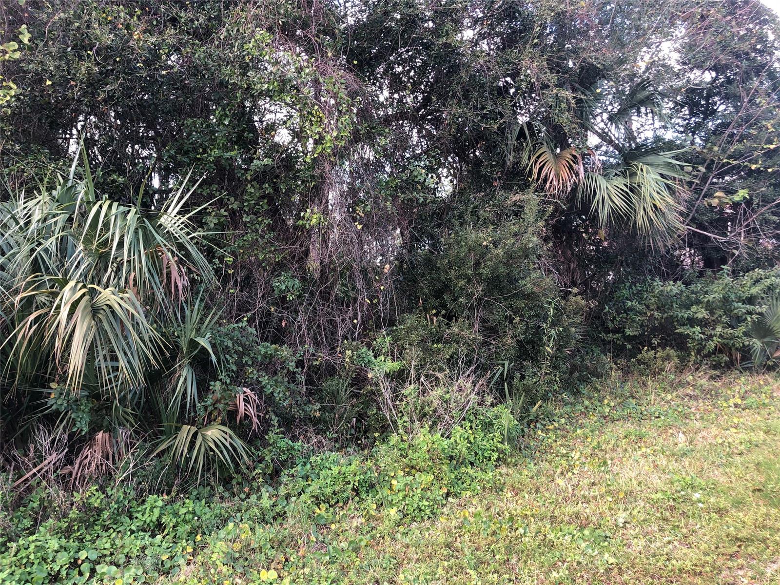 Florida Shores 01 - Land