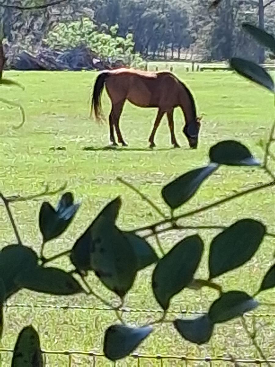 RAINBOW LAKES ESTATES - Residential