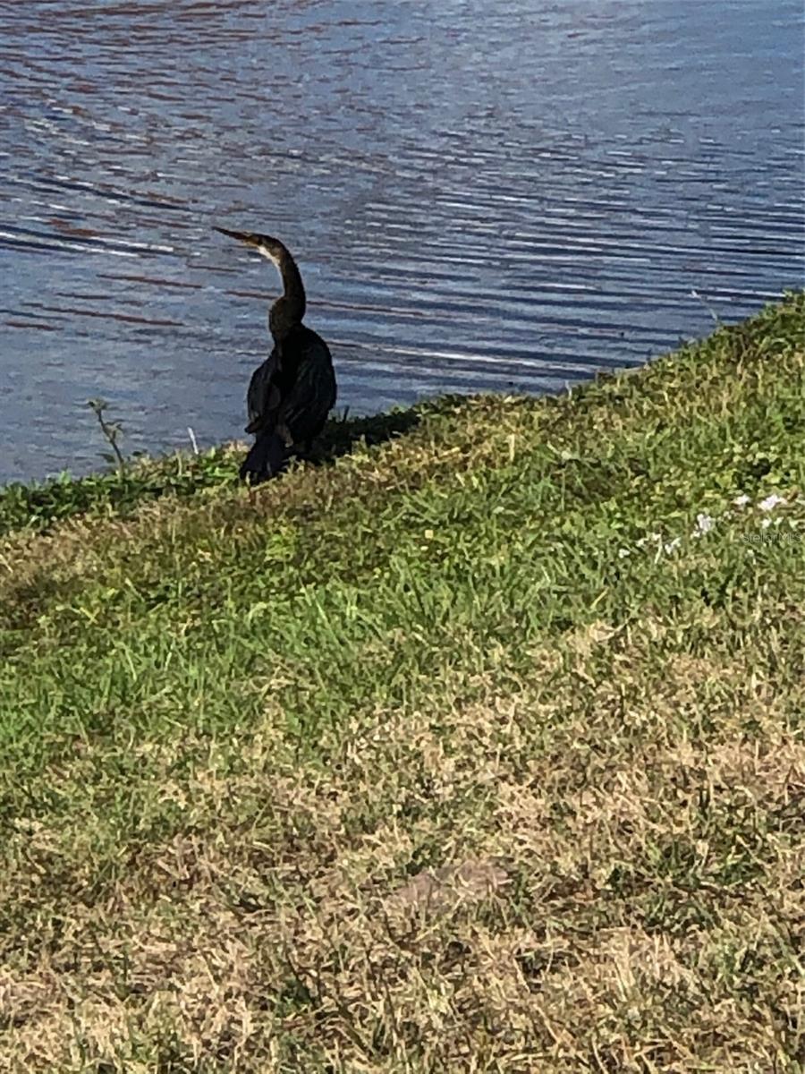 FOREST BROOKE ACTIVE ADULT - Residential