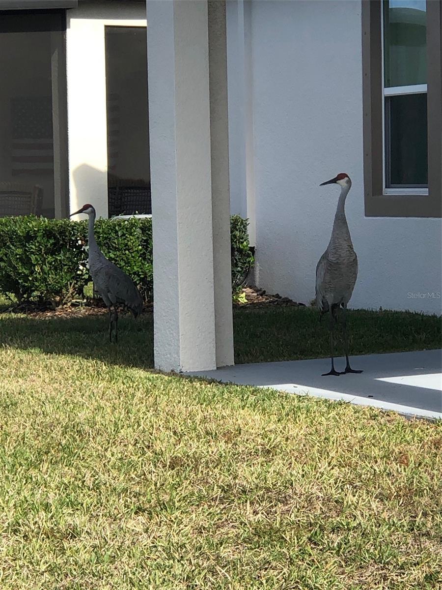 FOREST BROOKE ACTIVE ADULT - Residential