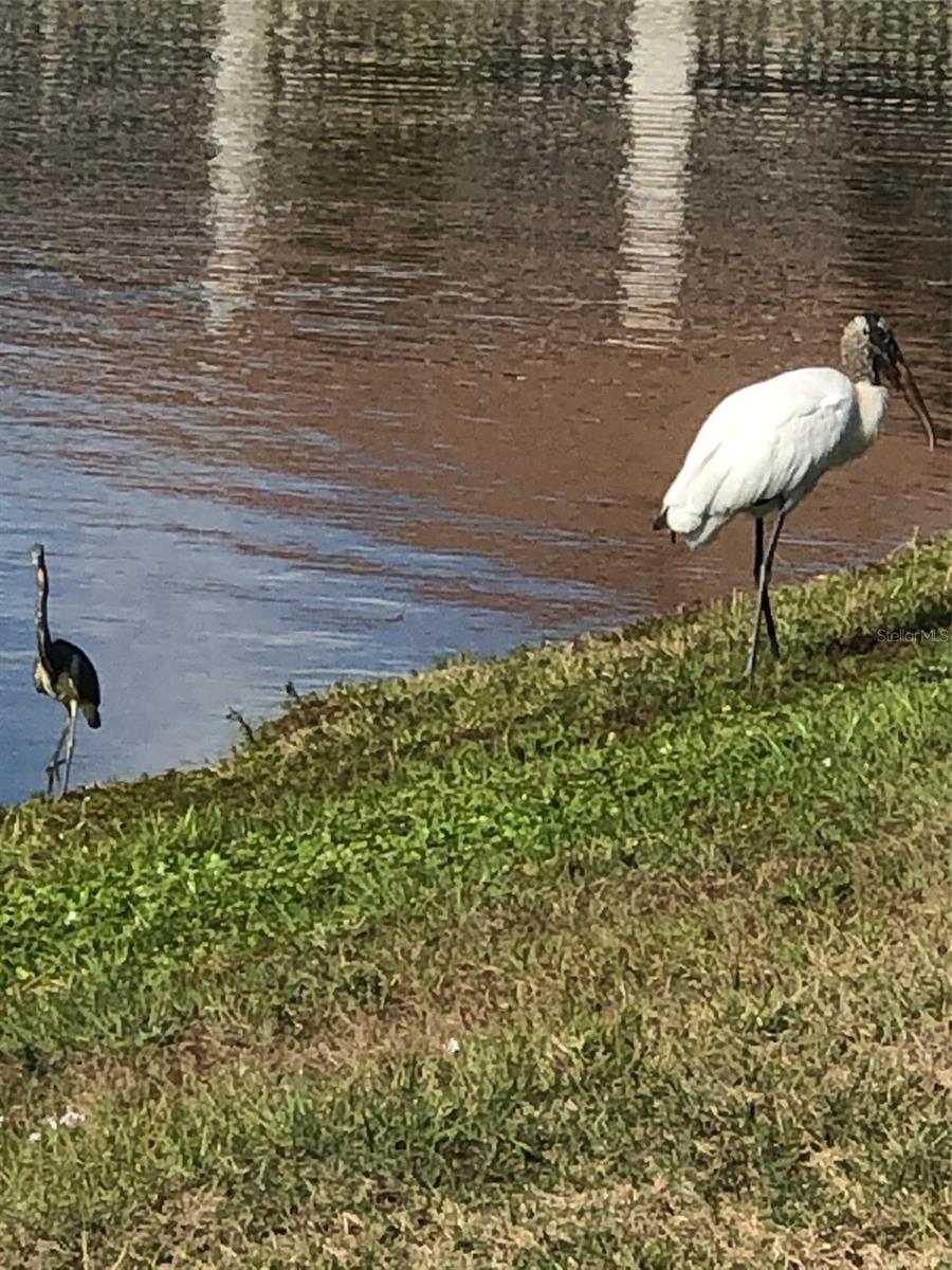 FOREST BROOKE ACTIVE ADULT - Residential