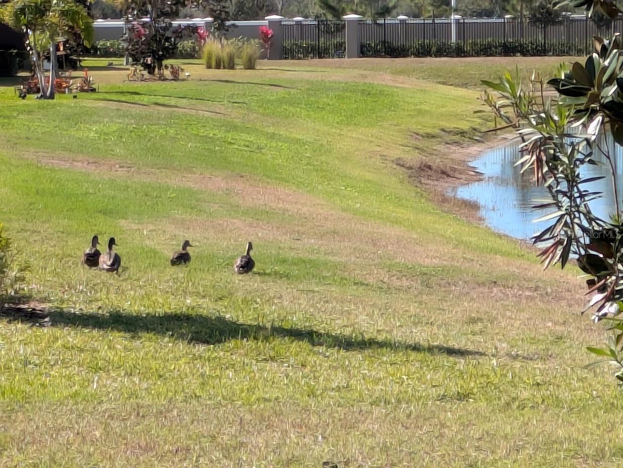 FOREST BROOKE ACTIVE ADULT - Residential